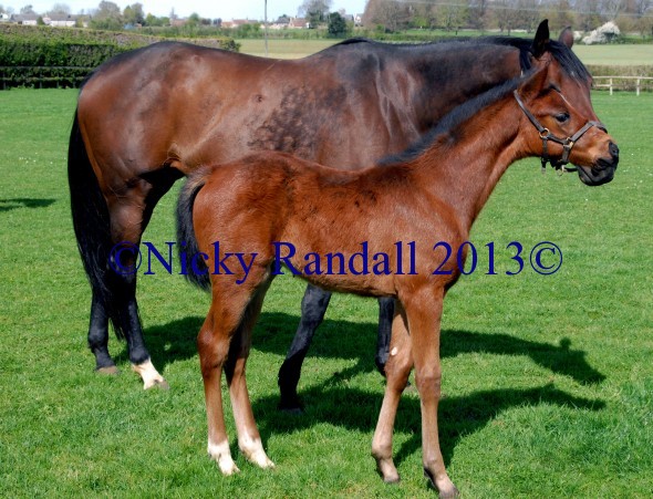 Windfinder Bay Colt by Shirocco